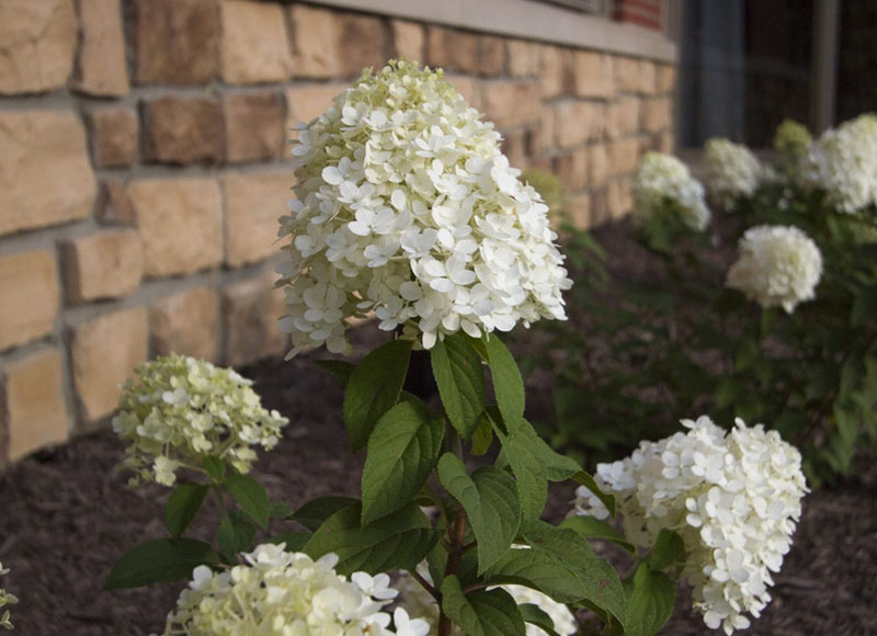 White flowers on plant in garden near brick wall outdoors at The Inn at Ohio Northern University in Ada, OH